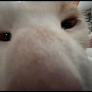 Meet your Posher, Jack